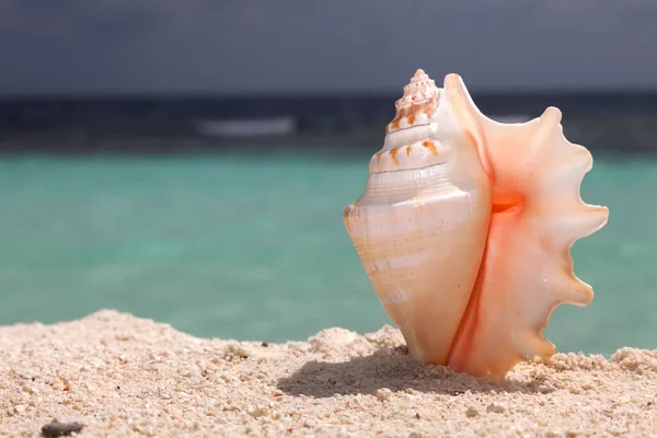 Beautiful Sea Shell on a Beach in Hard Light - Vacation Concept Background Copy Space
