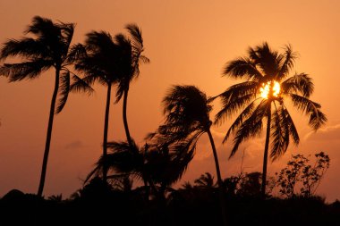 Sunset over Palm Trees in Tropical Travel Destination