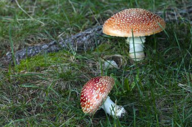 İki Amanita Mantarı, yaygın olarak Fly Agaric veya Fly Amanita Mantarı olarak bilinir.