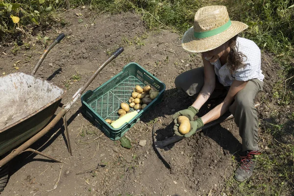 有機家を収穫する女性農民 ジャガイモ — ストック写真