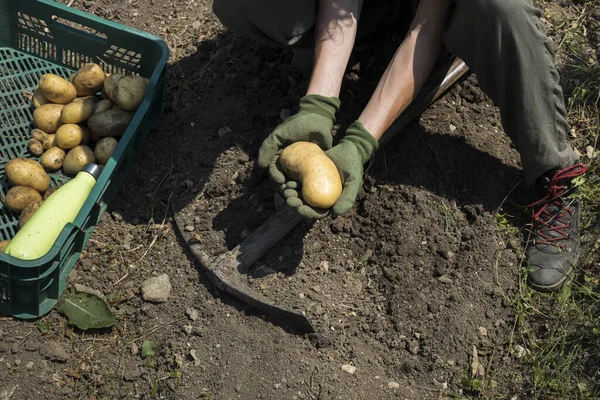 Female Hands Harvesting Organic Big Potatoes