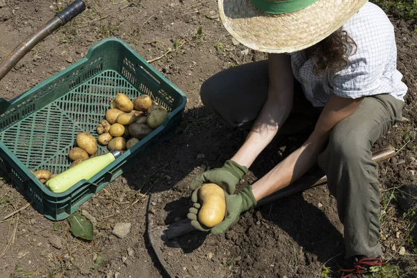 Женщина Фермер Собирает Органический Картофель — стоковое фото