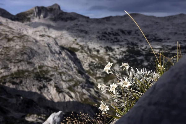 Edelweiss Flores Com Montanha Krn Fundo — Fotografia de Stock
