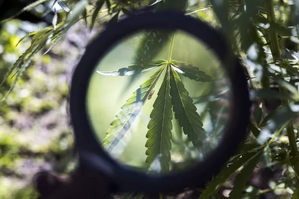 Marijuana Cannabis Leaf under Magnification Lens