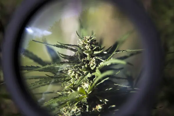 Growing Marijuana Bud Under Round Magnification Lens. Cristal Cover of Bud is Well Visible