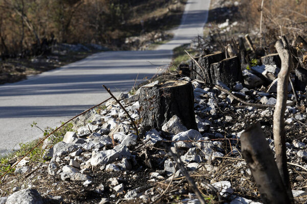 Country Road Trough Slovene Karst Area That Was Damaged by a Large Forest Fire in Summer 2022