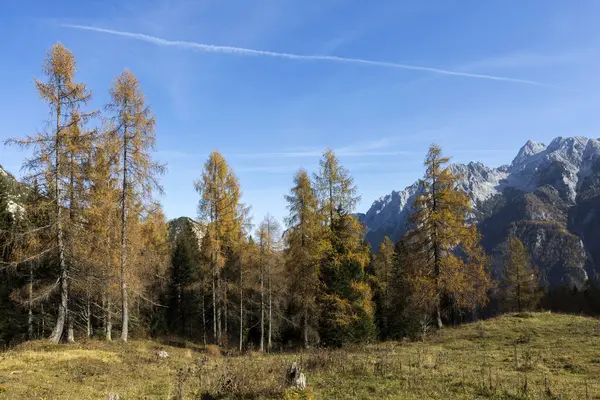 Autumn Julian Alps Nature Panorama with Larch Trees and Mountains under a Blue Sky Background