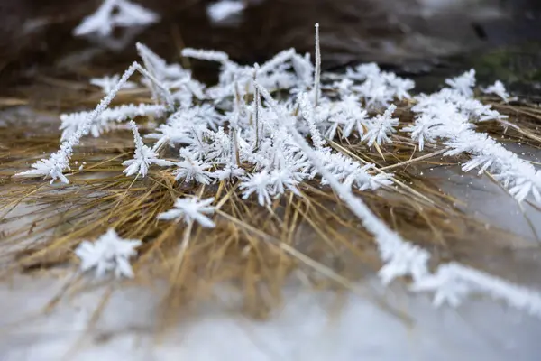 Icy Frost Crystals on Yellow Grass in Frozen Lake Winter Environment Close Up Full Frame