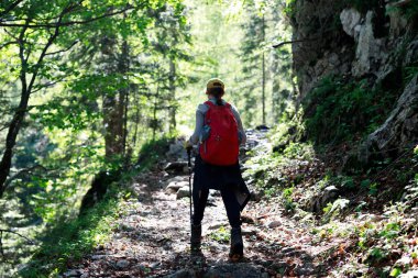 Dişi Sırt Çantası Yürüyüşçüsü Sabah Güneşi 'nde Alp Dağları' na tırmanırken İnekleri Yüksek Yaz Çayırlarına Çıkarmaya Yardım Ediyor.