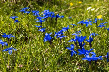 Gentiana Çiçekleri Bir Alp Çayırında Tam Çerçeve Tarafı Görünümü Yakından Slovenya Triglav Krn Gölü etrafındaki Ulusal Parkı