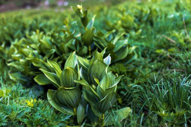 Latince adı; Veratrum Albümü - İngilizce adı; False Helleborine, White Hellebore, European White Hellebore veya White Veratrum, Amerika Birleşik Devletleri 'nde