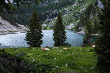 Julian Alps 'teki Krn Gölü Serbest Ova İnekleri - Slovenya