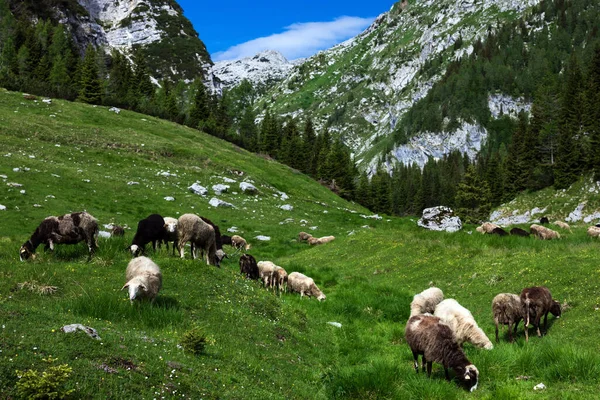 Flock of Sheep on Pasture in European Alps - Duplje Alpine valley Julian Alps Triglav National Park Slovenia