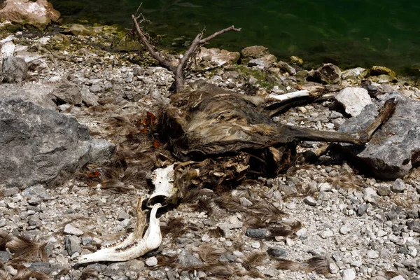 Jatečně Upravené Tělo Jelena Pokročilém Rozkladu Pláži Alpského Jezera Triglavský — Stock fotografie