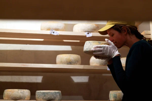 Mid Adult Woman Doing Everyday Work on Dairy Farm Turning Wheels of Cheese in Cellar