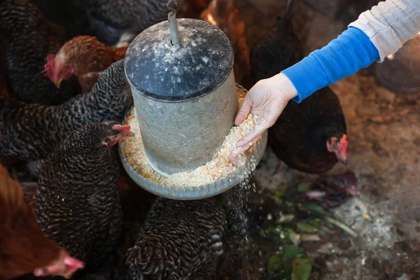 Female Hand Fills Chicken Coop Feeder with Hen Food