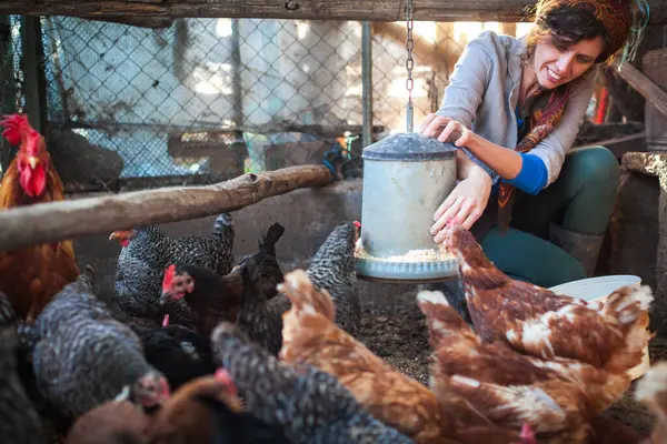 Smiling Lady Farmer Feeds Chickens in a Cozy Home Coop