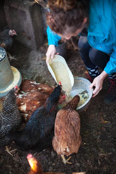 Lady Farmer Confidently Feeds Chickens in a Cozy Home Coop