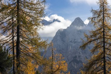 Julian Alps Tepelerinde Güneşli ama Sisli bir Sonbahar Günü 'nde Karaçam Ağaçları Manzarası