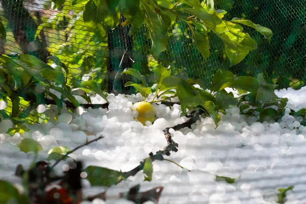 Fruit Trees Without Anti-Hail Nets Sustained Damage in Hailstorm. Limited Impact on Nets-Protected Trees, showcasing the effectiveness of anti-hail measures