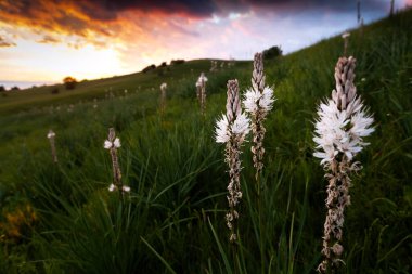 Branched Asphodel Blooming Plant known for its Latin name of Asphodelus Ramosus clipart