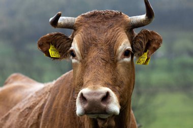 Slovenya 'da Kameraya Bakan İnek veya Boğa Portresi