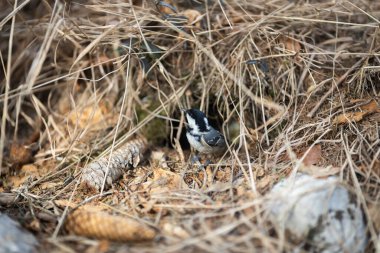 Great Tit Bird in its Nest on the Ground Under a Pine Tree in Winter Forest