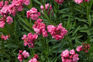 Nerium Oleander Plant in Bloom full of Pink Flowers Mediterranean Background clipart