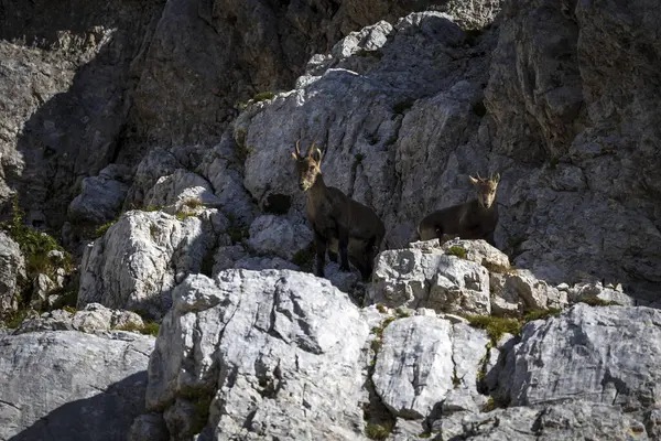 Alpine Capra Ibex Female Animal with her Baby in their natural Environment of High Rocky Mountains - Jilian Alps Slovenia Europe