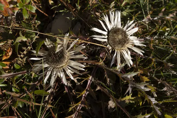 Carlina Acaulis - Stemless Carline Thistle - Dwarf Carline Thistle - Silver Thistle Flower in Julijan Alps Slovenia