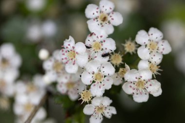 Krataegus genellikle Hawthorn olarak adlandırılır.