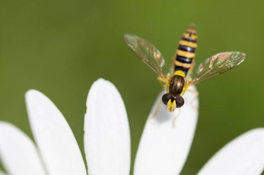 Pallopteridae ya da Flutter Fly On a Daisy Flower in Summer Close Makro