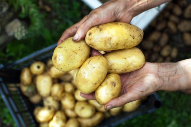 Dişi Çiftçi Ellerinde Taze hasat edilmiş patatesler