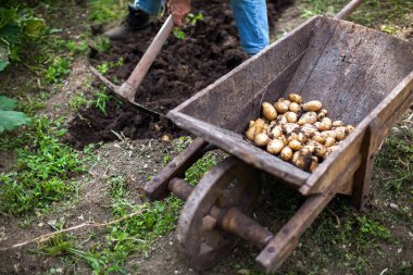 Kıdemli Adam Patates Topluyor Onları Tahta Vintage Barrow 'da Topluyor