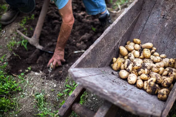 Senior Man Traditionally Harvesting Potatoes in His Home Organic Garden