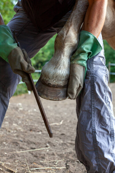 Farrier Rasping Horse's Hoof Before Installing a new Horseshoe - Outdoors Close Up