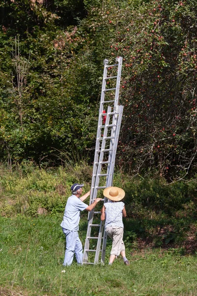 Family of Farmers Harvesting Apples from a Big Apple Tree Using a High Ladder