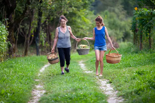 Senior Woman and Her Helping Adult Woman Friend Bringing Three Baskets of Vegetables from A Vegetable Garden