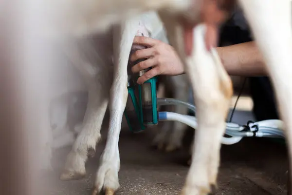 Farmer Hands Installing Suction Tubes for Automatic Milking to a Goat\'s Udder in a Dairy Farm Close Up