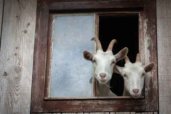 Dwie Kozy Patrzące Przez Okno Alpejskiej Farmy Mlecznej — Zdjęcie stockowe