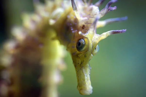 Hippocampus Guttulatus Long Snouted Seahorse Spiny Seahorse Syngnathidae — Stock Photo, Image