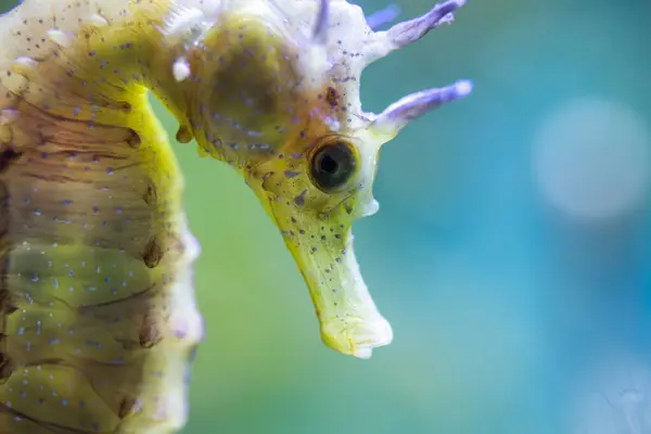 Hippocampus Guttulatus Konik Morski Długowłóknisty Syngnathidae Obrazy Stockowe bez tantiem