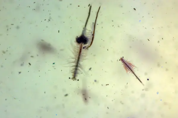 Artemia Salina Słone Krewetki Pokarmem Koników Morskich Wielu Innych Zwierząt Obraz Stockowy
