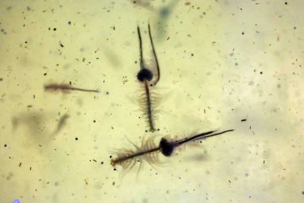 Artemia Salina Słone Krewetki Pokarmem Koników Morskich Wielu Innych Zwierząt Obrazek Stockowy