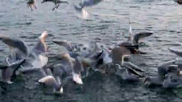 アドリア海で食べ物のために戦うシーガルズ鳥 — ストック動画