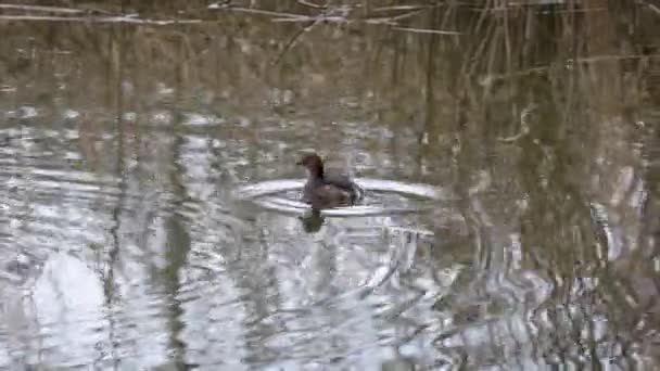 Stor Crested Grebe Vatten Fågel Dyka Undervattensvärlden Jakt — Stockvideo