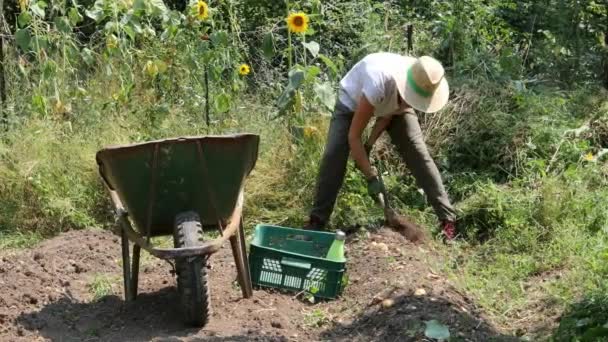 Adult Woman Picking Potatoes Agricultural Field Put Them Wheelbarrow — Stock Video