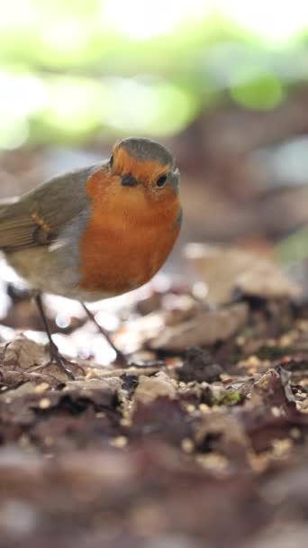Europeiska Robin Bird Marken Tittar Camera Erithacus Rubecula Höst Ground — Stockvideo