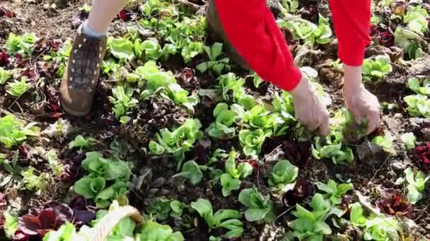 Duas Agricultoras Adultas Caucasianas Colheita Pegando Chicory Inverno Springtime Field — Vídeo de Stock