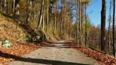 Avrupa 'da güzel bir sonbahar ormanı boyunca araba sürmek
